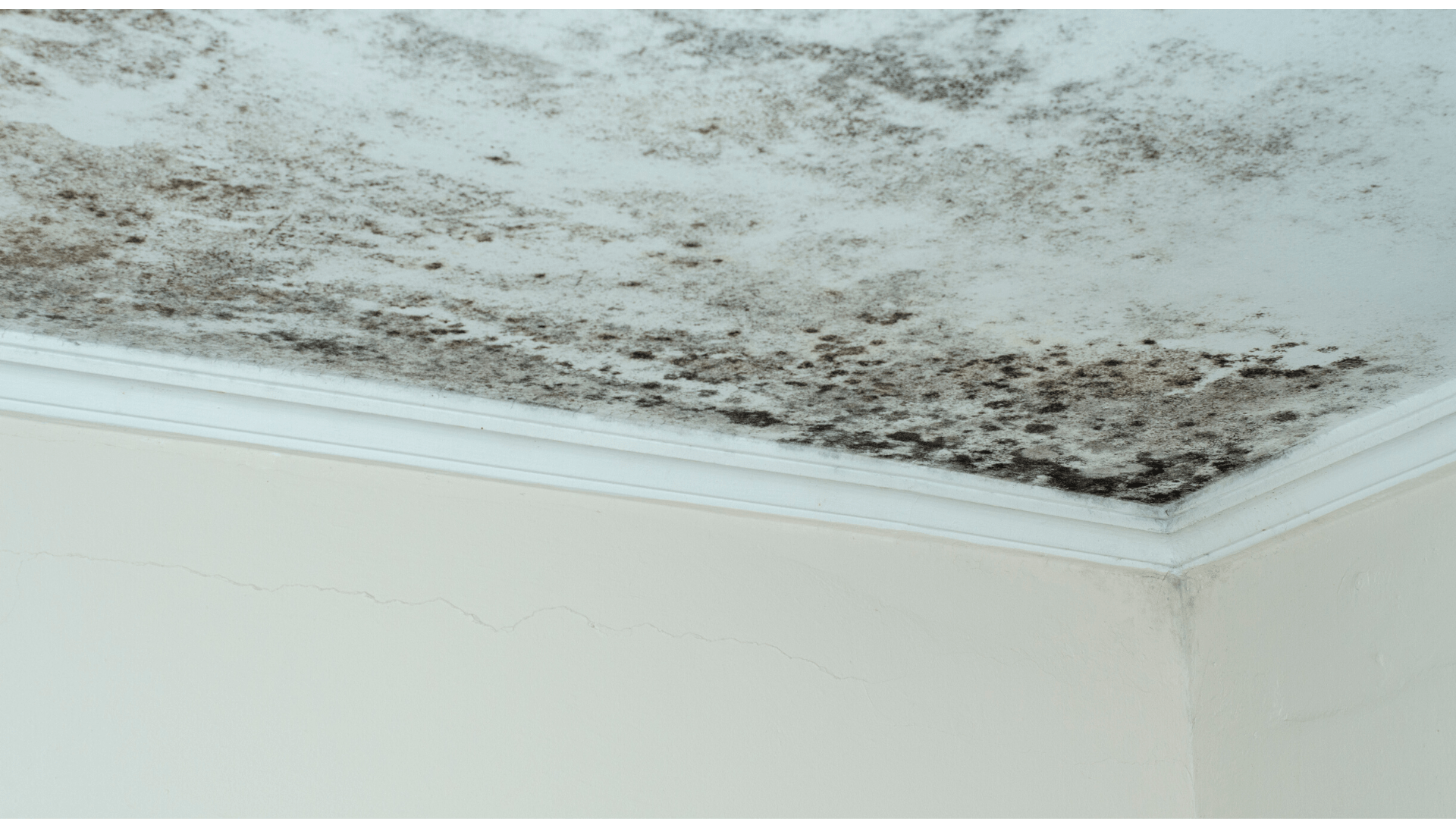 Expertise humidité Expertise humidité