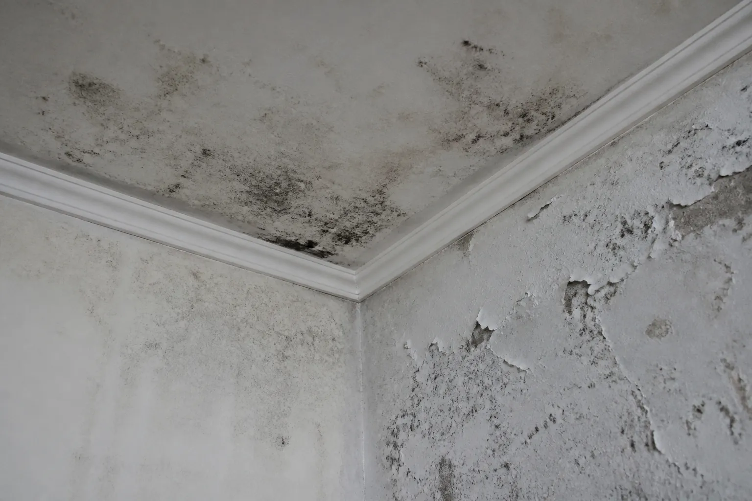 Moisissures noires dans un angle de plafond d un logement